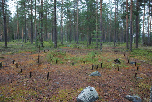 Palmbo. Bild 2_Delundersökt boplatsvall Fattenborg.jpg